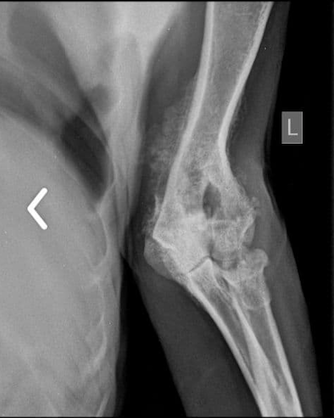 Рентгеновский снимок травмы лапы у Тихона.