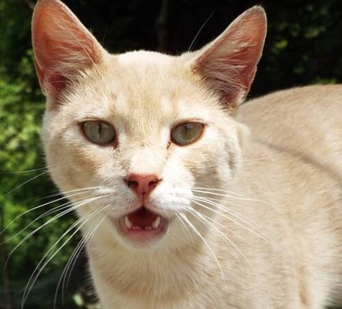 Листериоз у кошек: симптомы, диагностика и лечение