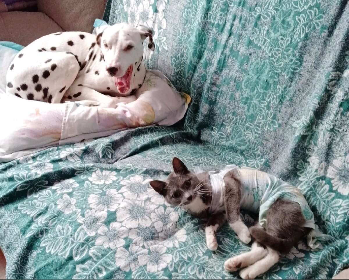 Собачья-кошачья идиллия