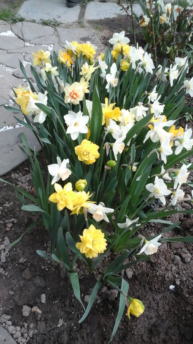 Нарциссы в моем саду 