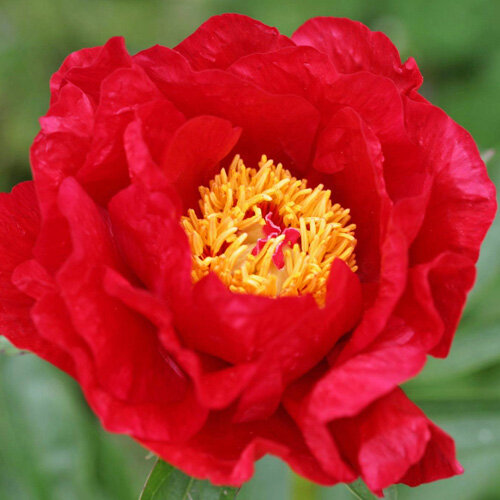 Lustrous ( Saunders , 1942 )