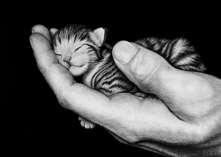 источник картинки интернет https://i.pinimg.com/736x/6c/ff/da/6cffda1db8e9dee8bf8ffaf5a378fe46--small-animals-cat-things.jpg