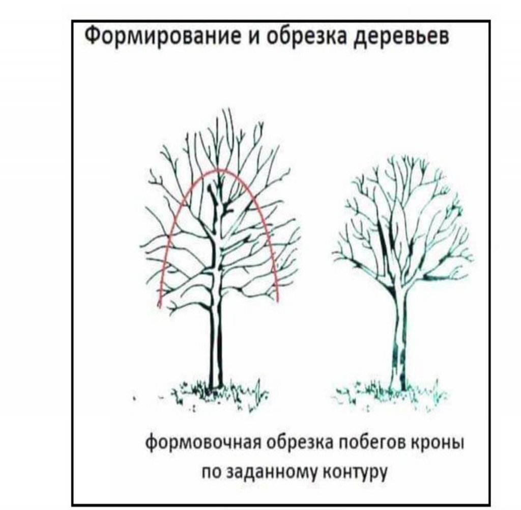 Формовочная обрезка деревьев схема