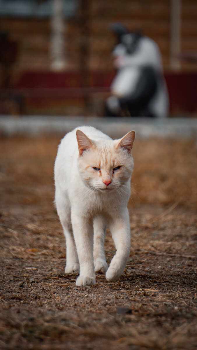 Важная персона
