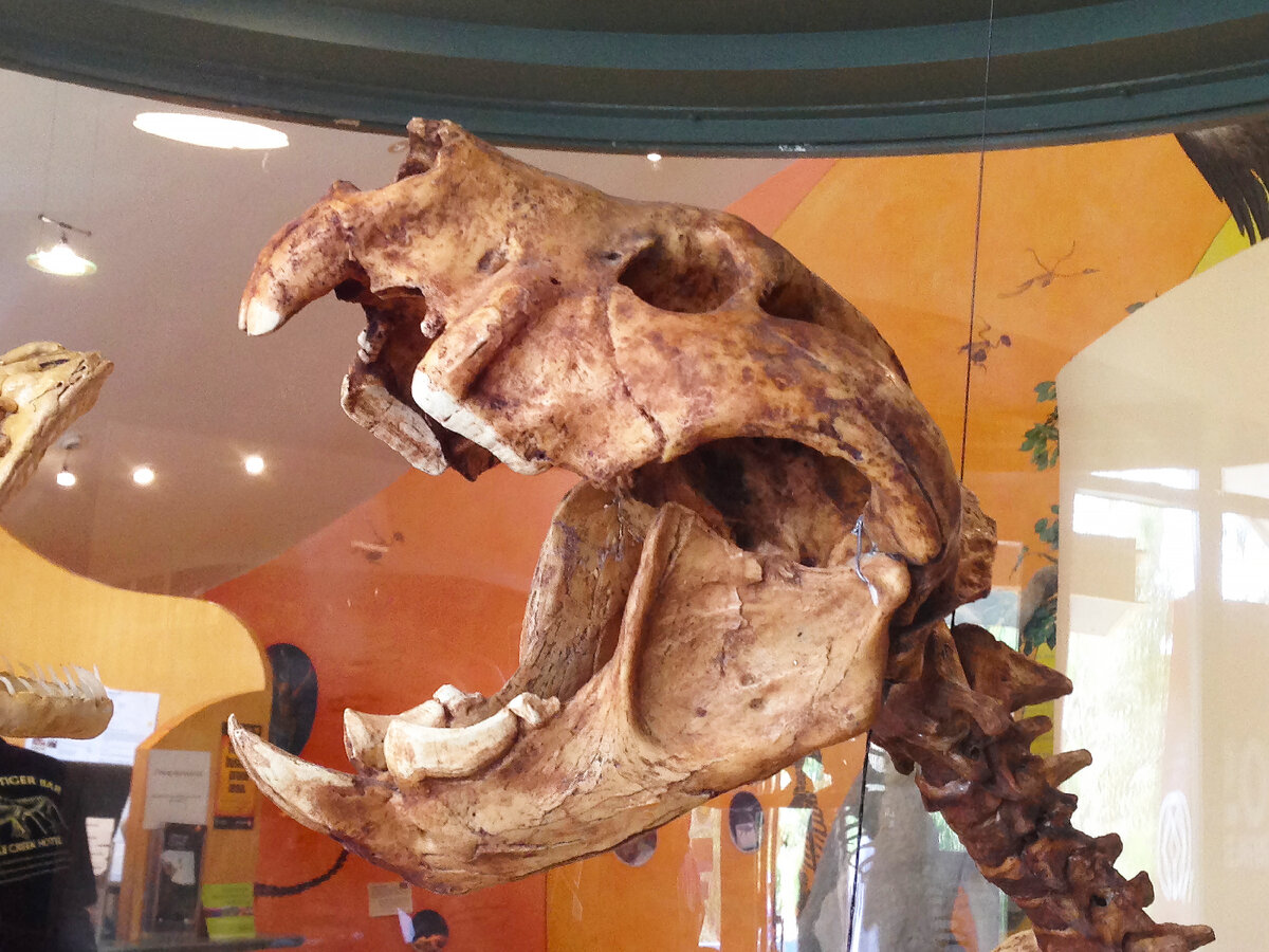 Сумчатый лев «Тилаколео». Австралийский псевдо - лев плейстоцена. Вымершее животное. Факты о животных