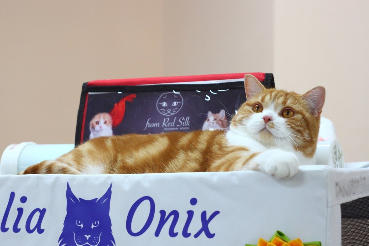 Кекс на выставке. Фото Инга Стрижаченко.