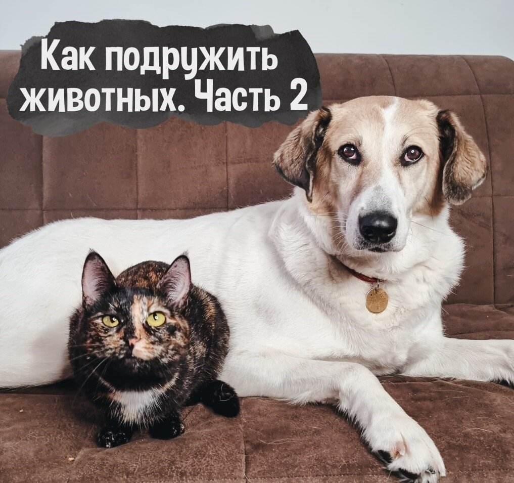 Поощряйте дружелюбные попытки сближения и демонстрацию сигналов примирения