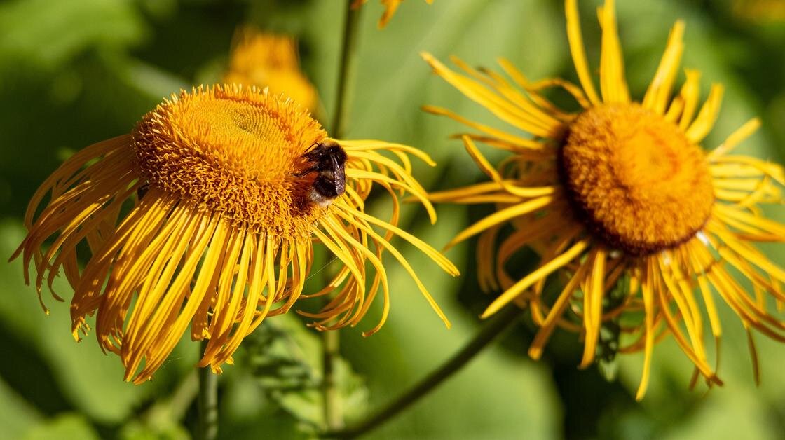    Желтые цветы:Pixabay