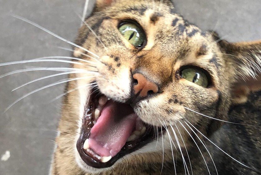 яндекс фото