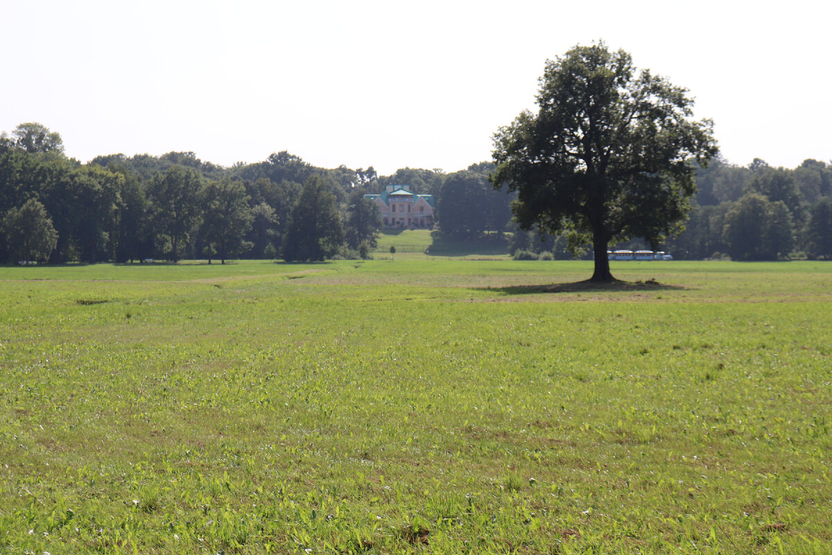 Луг перед дворцом Коттендж и вековой дуб