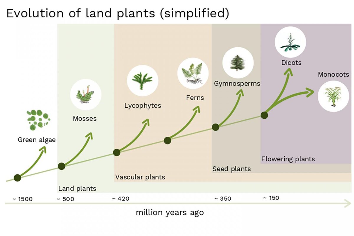 Интересный факт о эволюции растений