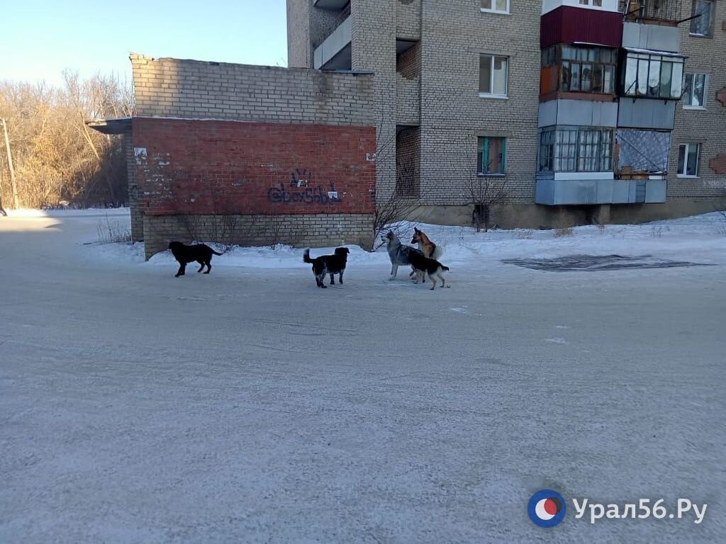    «Растерзали, поиграли и все»: в Орске свора бездомных собак загрызла кошку у детского сада