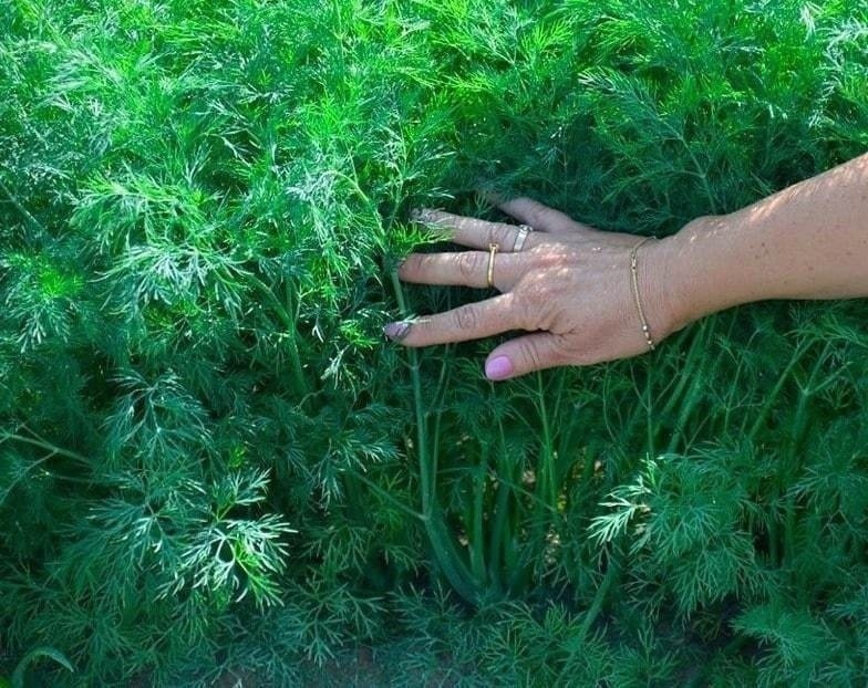 Вот такая красота!