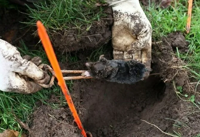 Фотография взята из источника tytan-webinars.ru