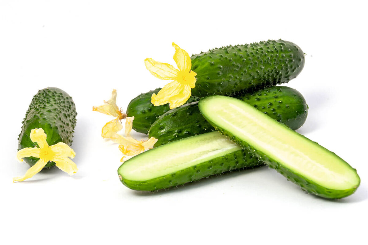 Зеленец огурца F1 Киборг от «Гавриш Профсемена»