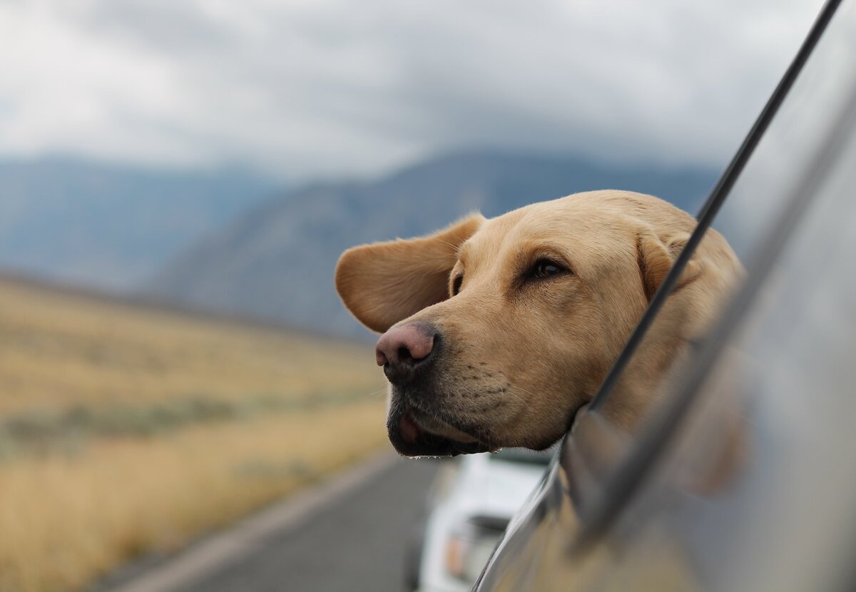     10 советов для удачных поездок с животными на машине