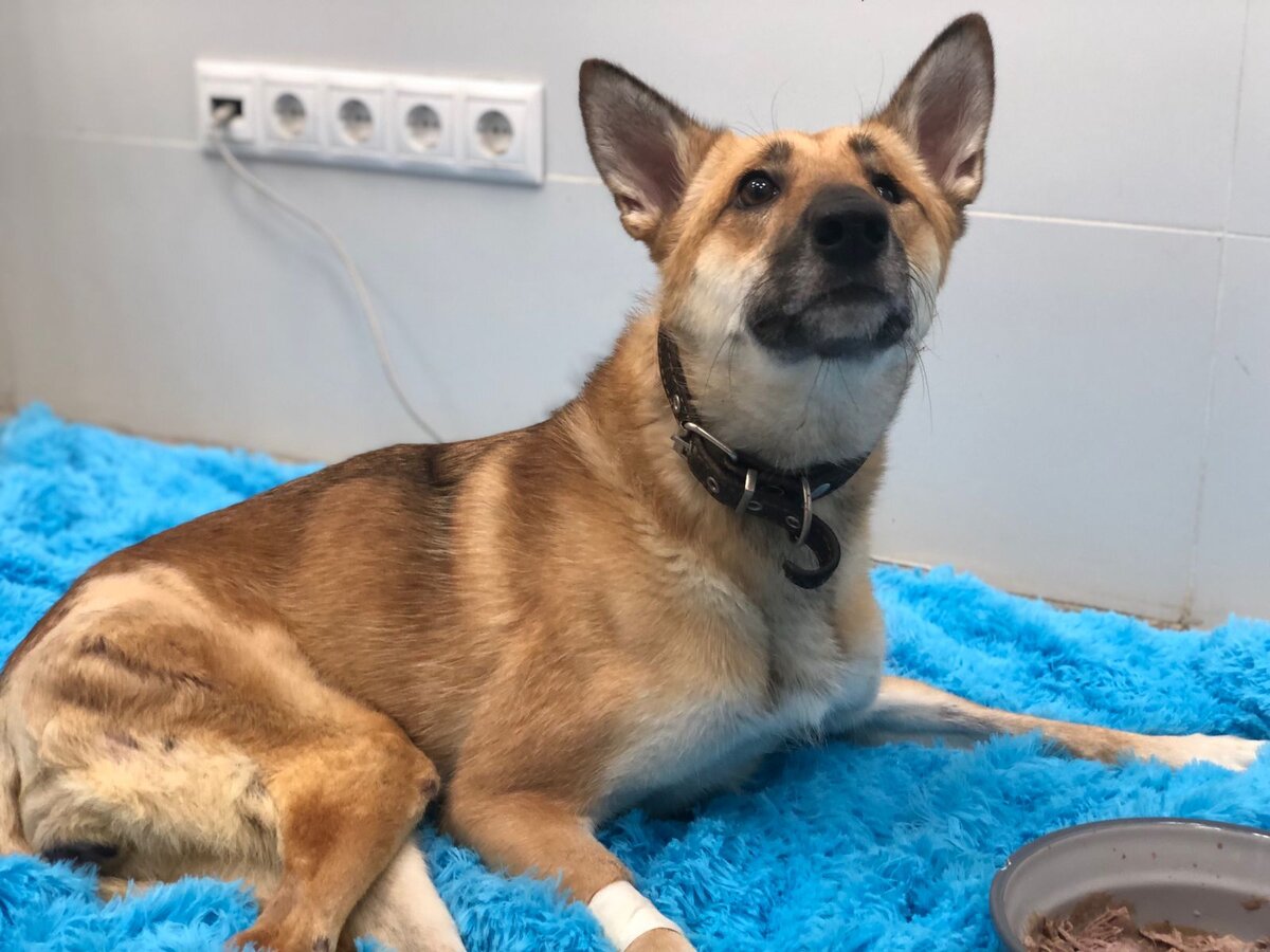 Лисичка в клинике