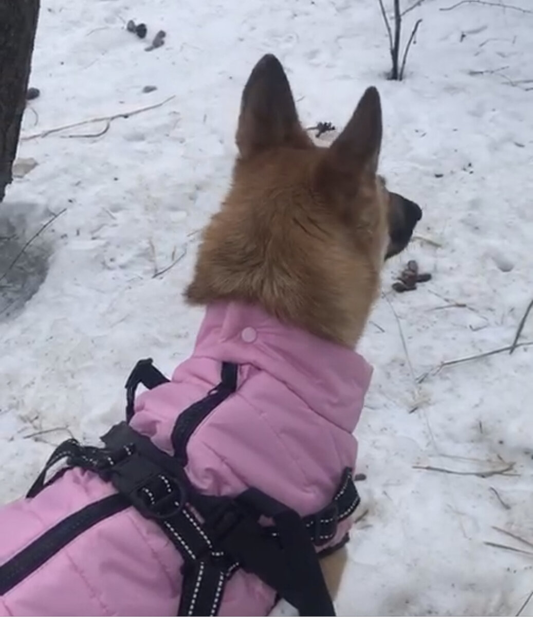 Лисичка осматривает свои владения