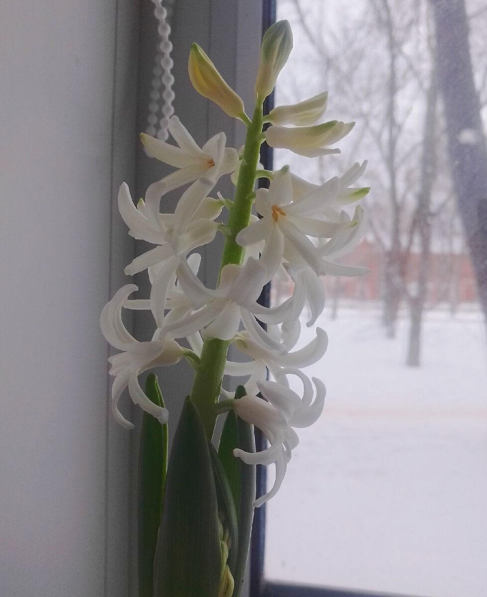 Первый белый! 