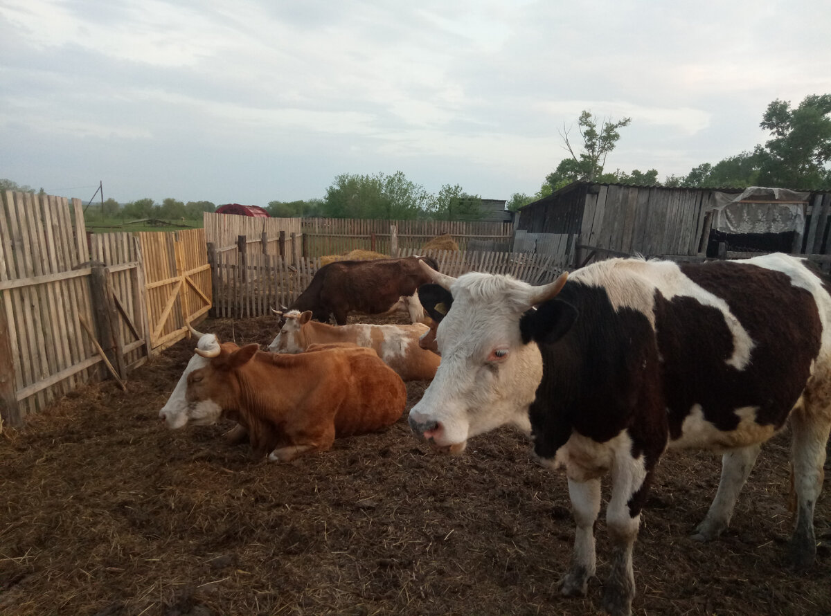 Наши кормилицы отдыхают после пастьбы.