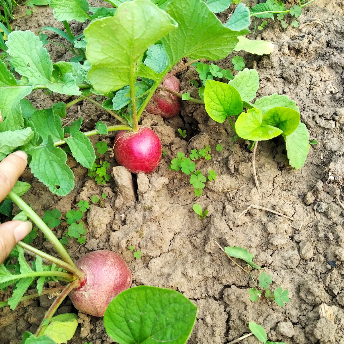 Конкурентные