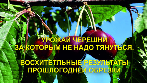 Как нужно сейчас обрезать черешню, что бы быть с урожаем. Результат прошлогодней обрезки