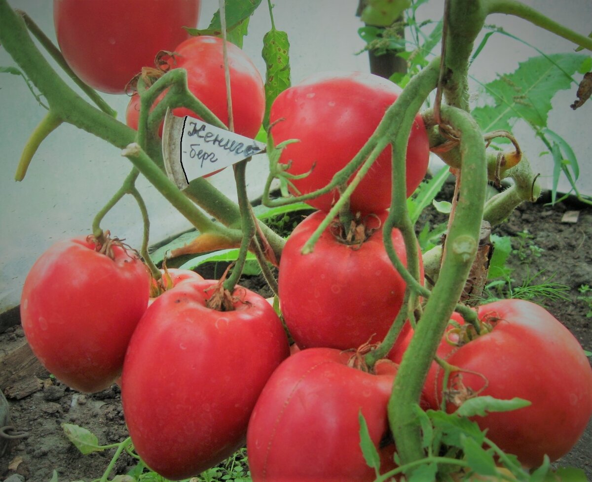 3 неприхотливых и вкусных сорта томатов для открытого грунта и теплицы.