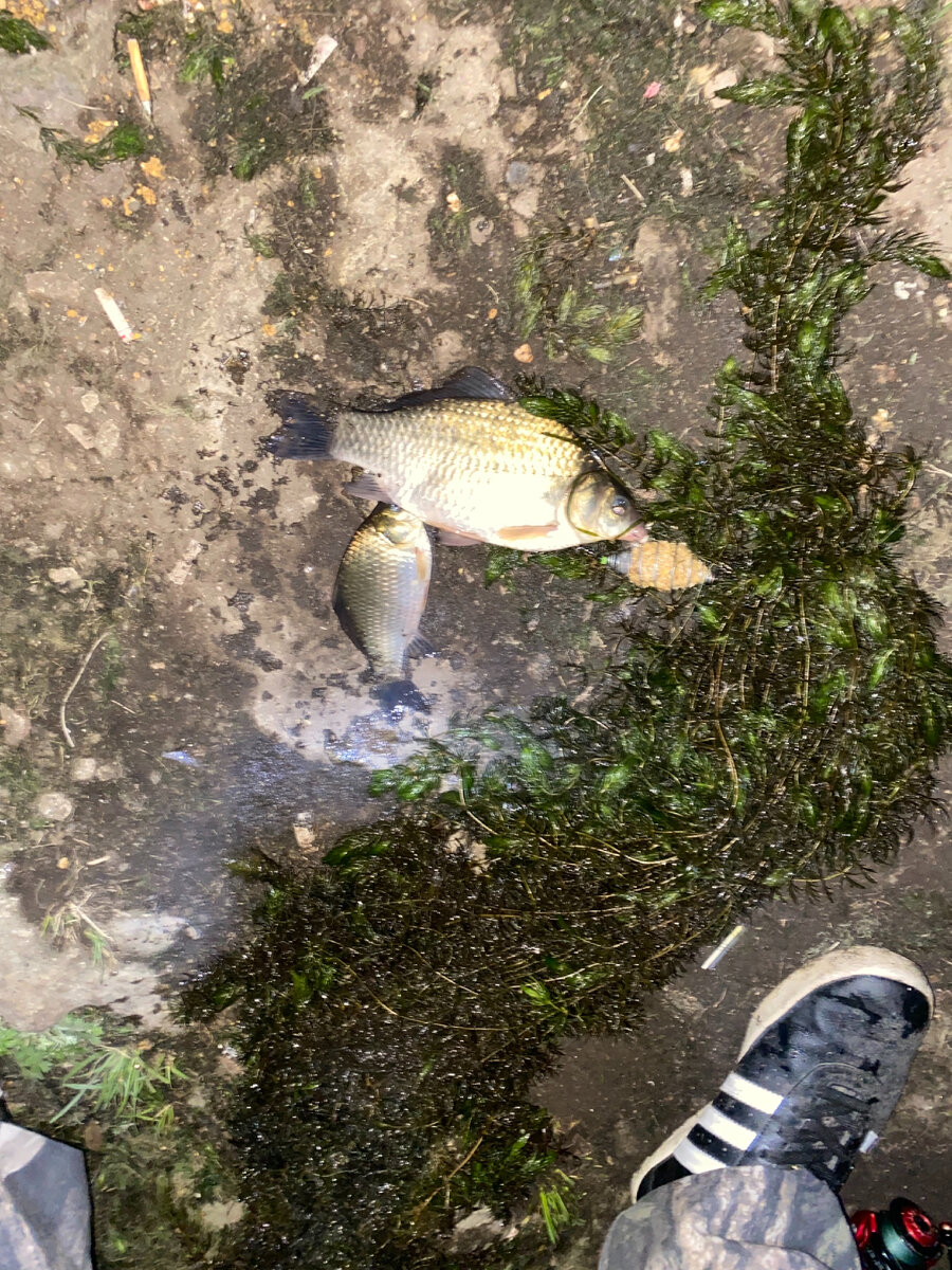 Карасики на самодельную прикормку дуплетом!