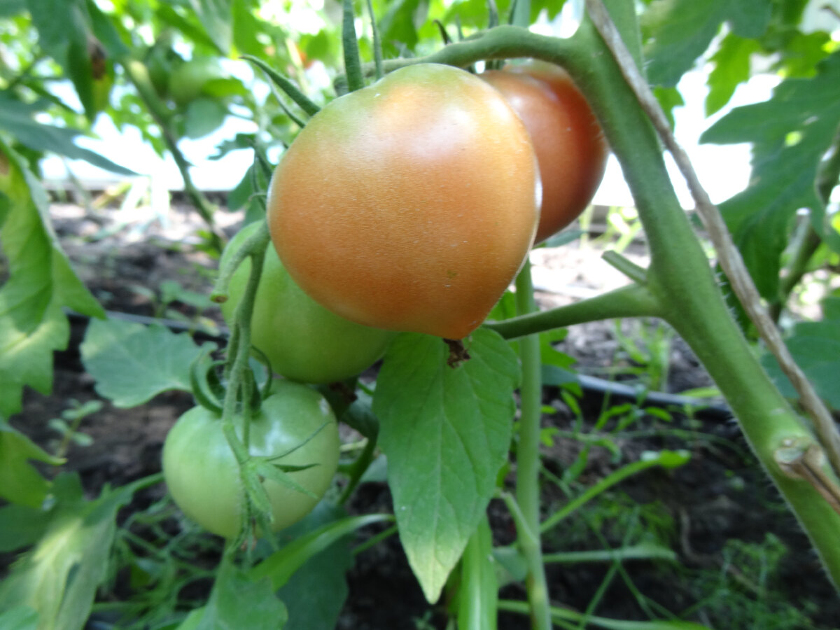 Выращивание томатов в пленочной теплице.