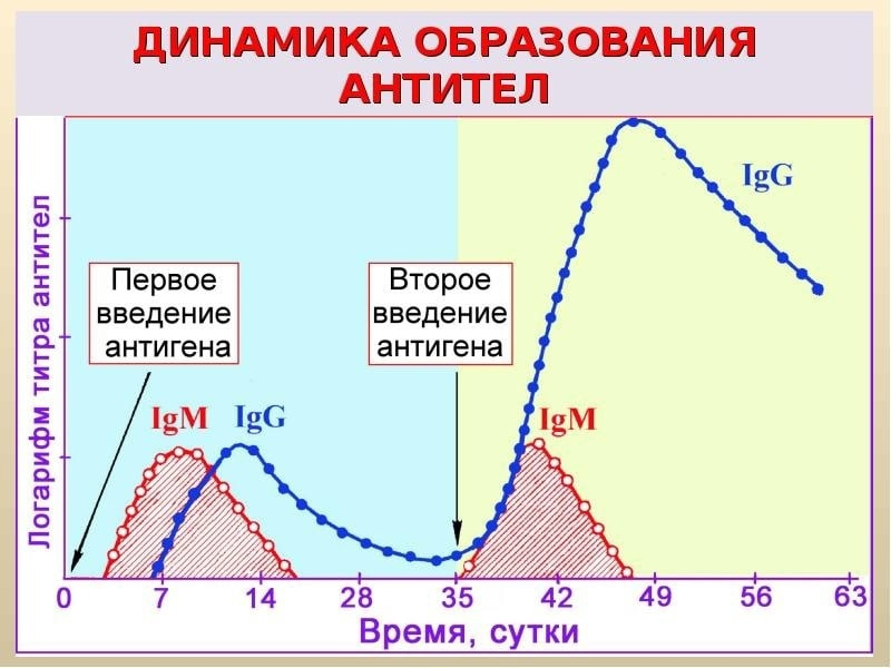 Через сколько появляется антитела. Продукции антител при первичном и вторичном иммунном ответе. Динамика синтеза антител. Динамика синтеза антител при первичном и вторичном иммунном ответе. Динамика образования антител после вакцинации.