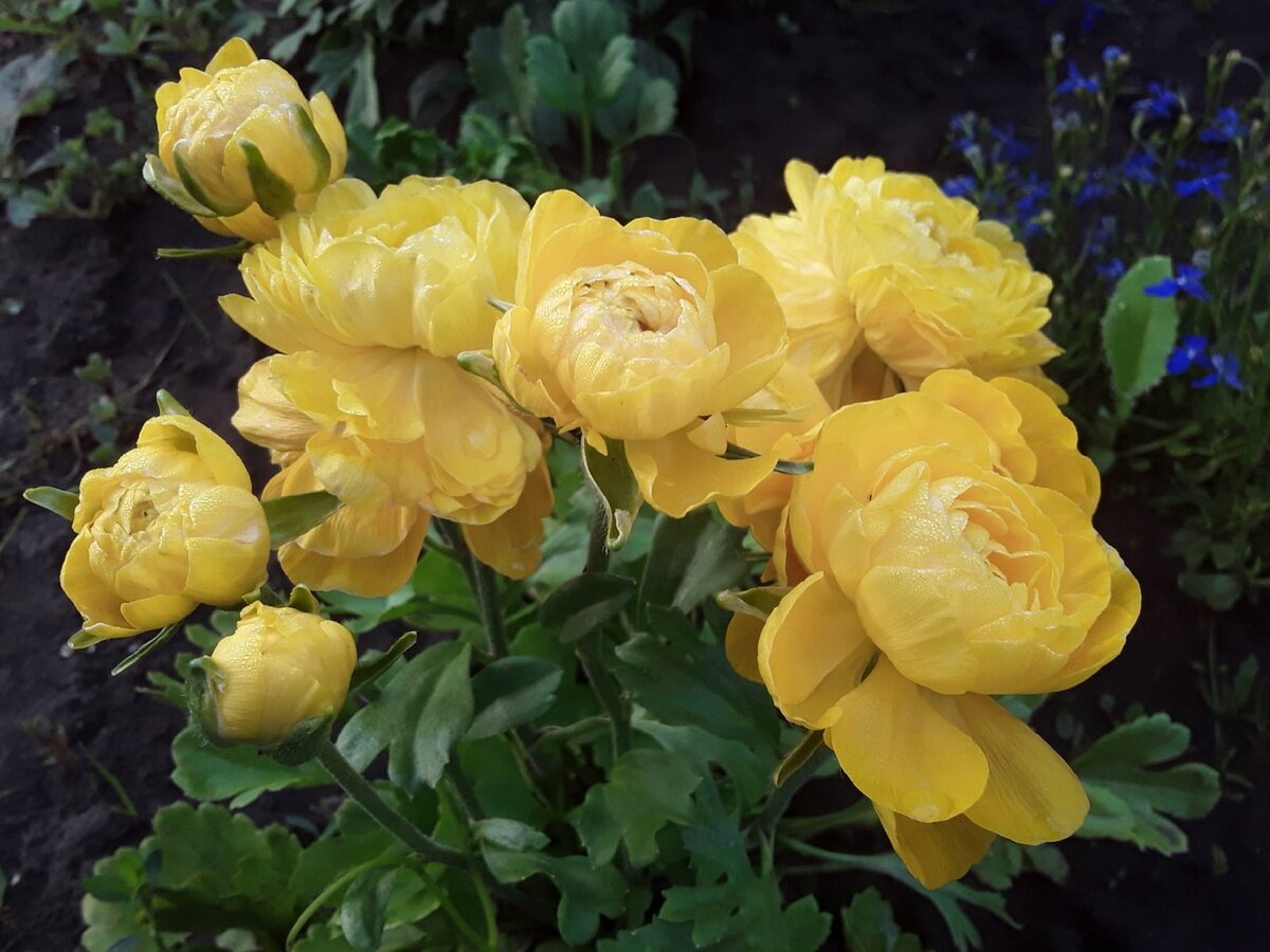 Ранункулюс, сорт Yellow