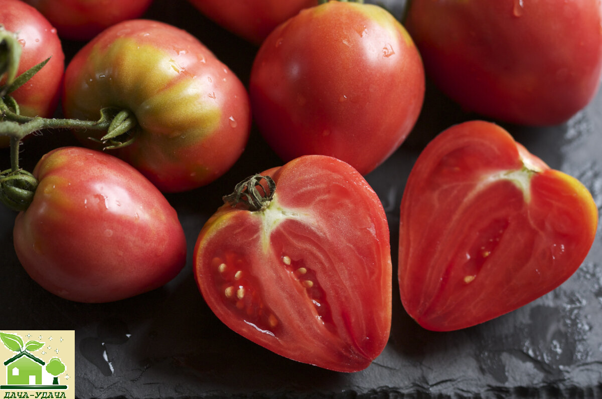 томат батяня