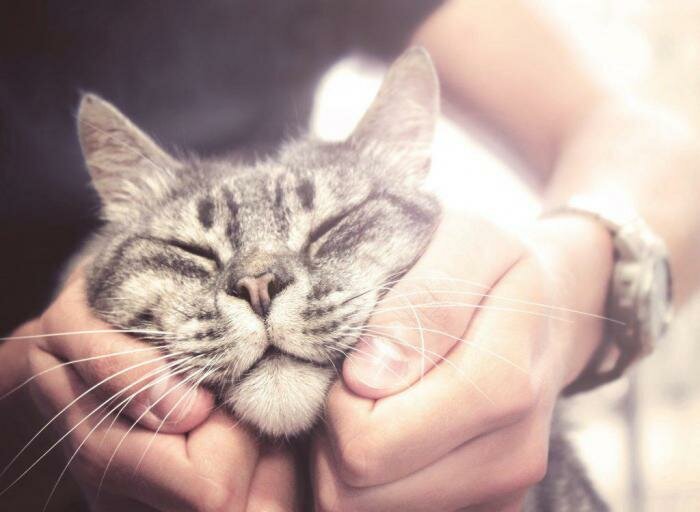 Коты прекрасные эмпаты. Можно листать.