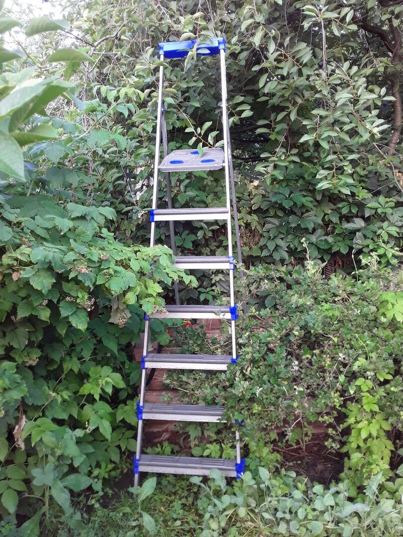 У соседей взрослый вишневый сад - вид с нашей стороны