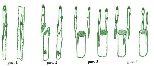 Рис. 1 - посадить в почку тонкую веточку , рис. 2 - связать две равной толщины , рис 3,4 - к большей присоединить меньшие.