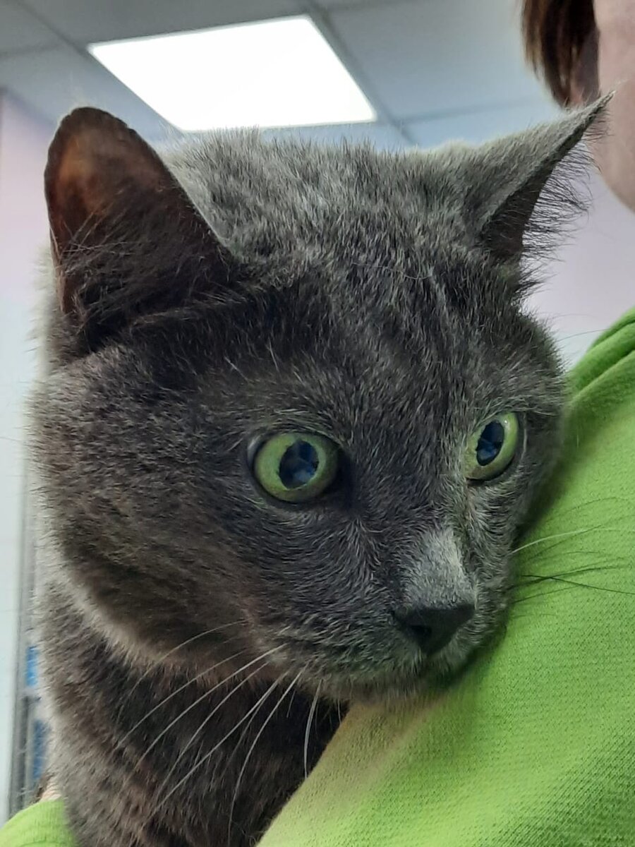 Пришлось нам увезти Синтию из Зооцентра