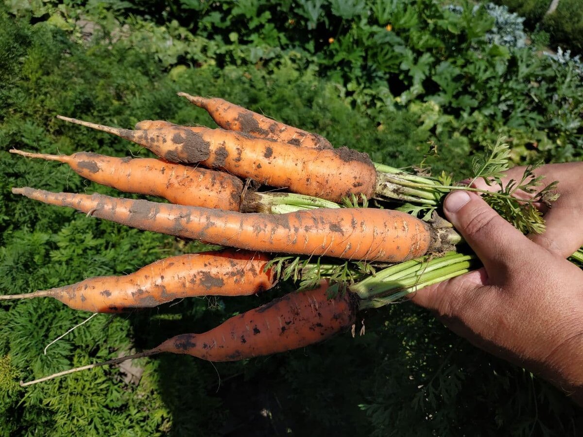 Из-за погодных условий морковь пересевали дважды! И все равно урожай нас порадовал.