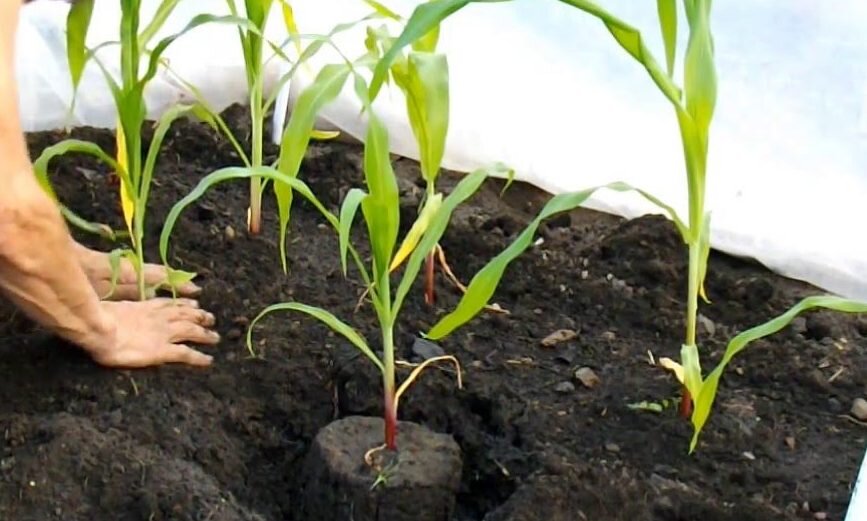 Пасынки у кукурузы. Кукуруза на грядке. На каком расстоянии сажать кукурузу. Всходы кукурузы. Кукуруза амеро.