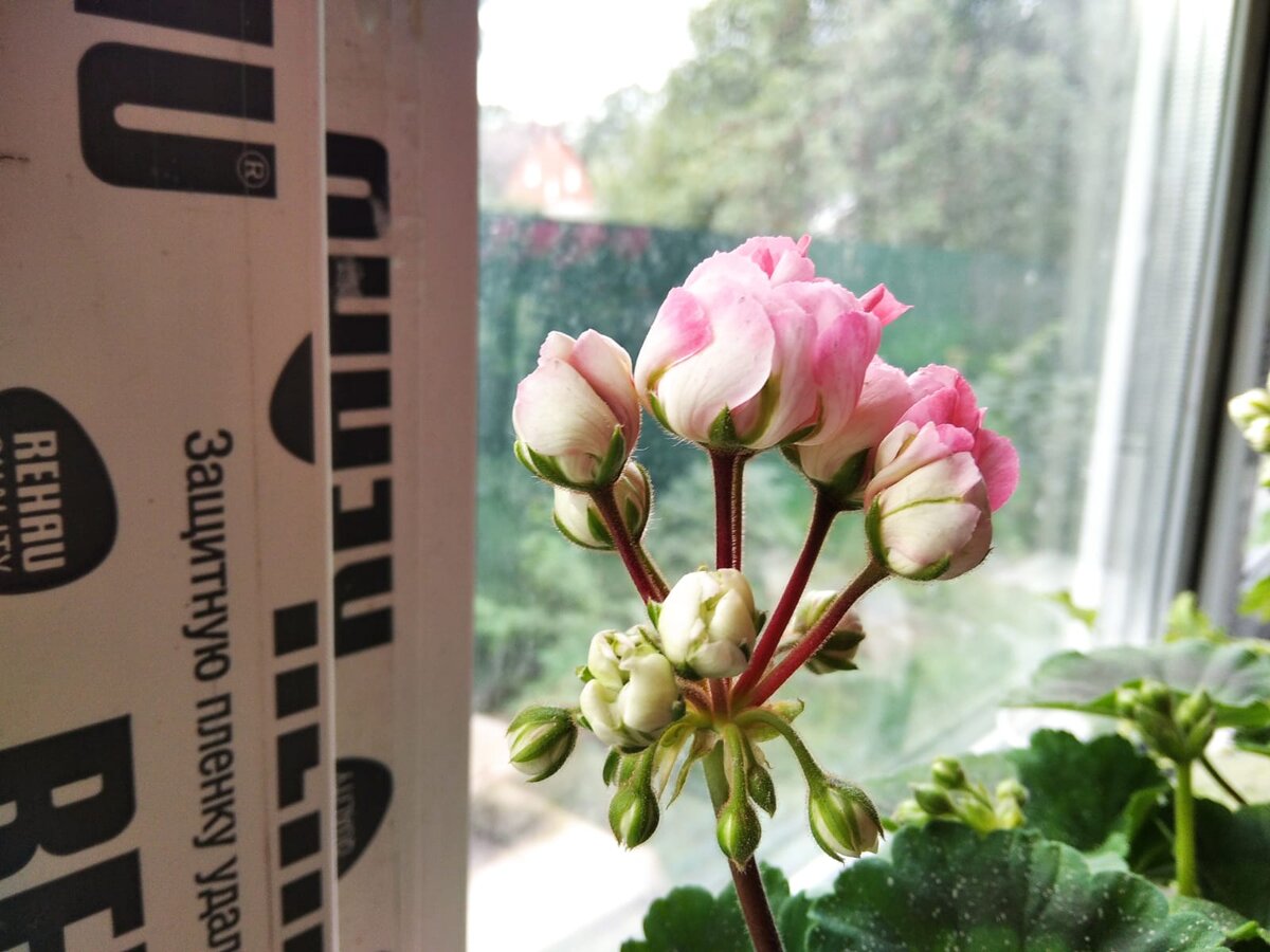 Пеларгония гарнет розебуд фото и описание