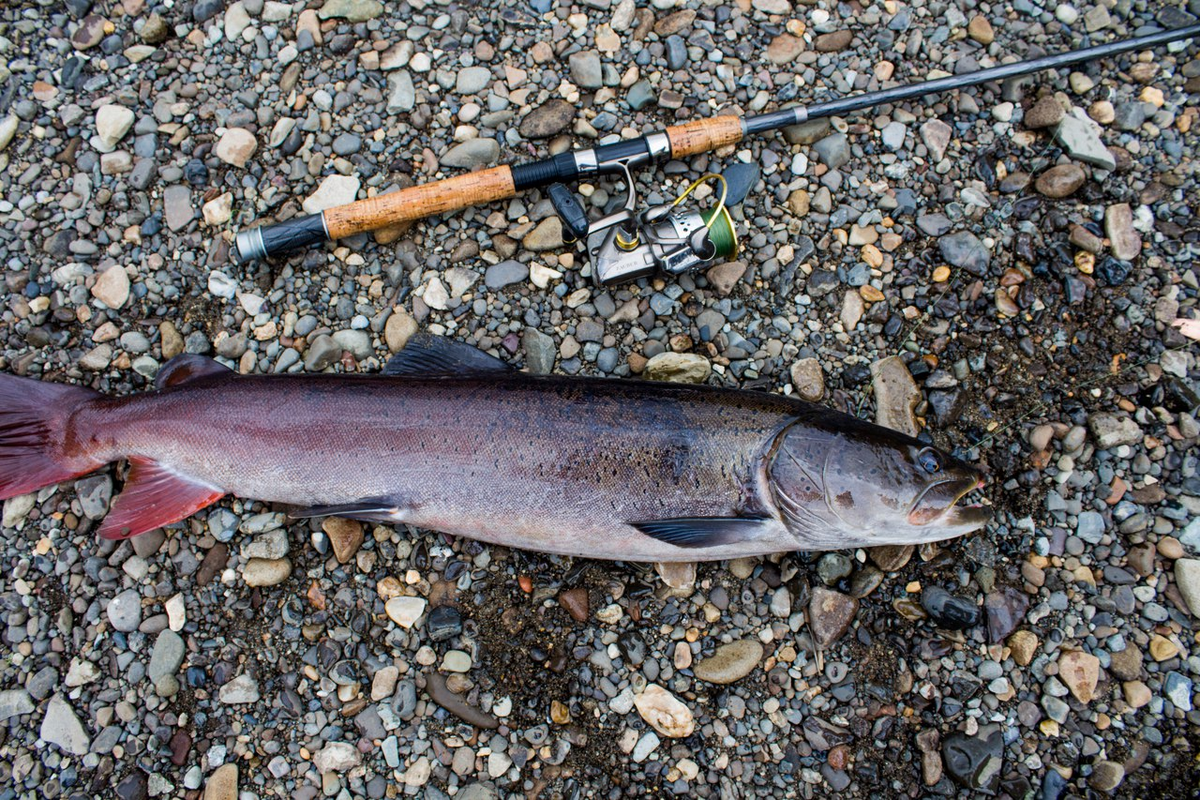 Taimen Fishing In Northern Mongolia - Escape To Mongolia