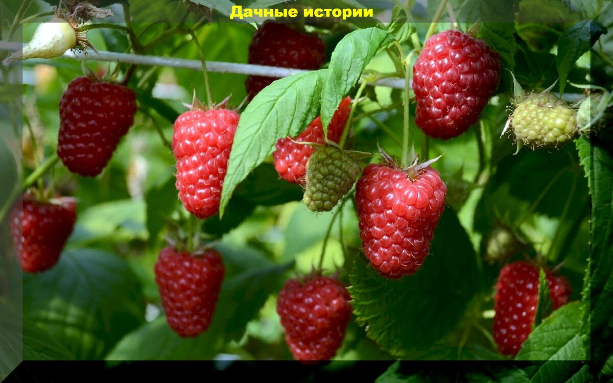 Сорт Ремонтантной малины Жаклин - YouTube