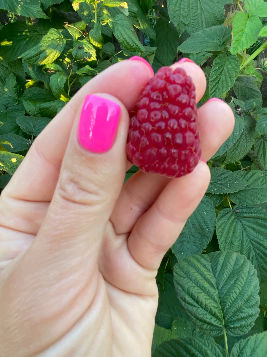Сорт малины Аделита, фото из личного архива 