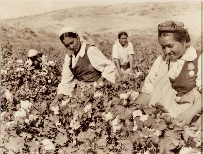 Сбор хлопка в СССР