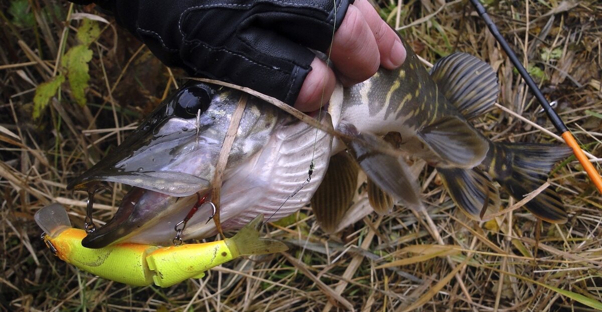 Эх, были бы деньги, только на них бы и ловил )))