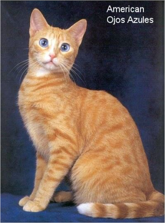 Источник: http://messybeast.com/, BLUE-EYED BREEDS / DOMINANT BLUE EYE (DBE) Copyright 2016-2021, Sarah Hartwell