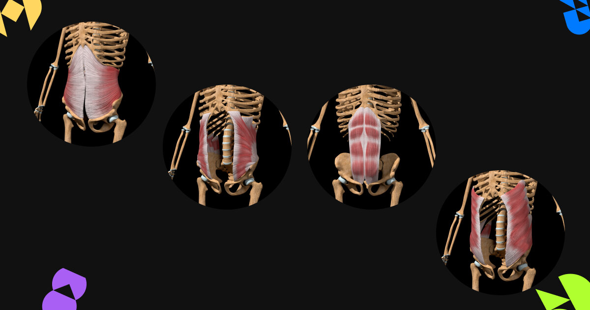 1 - поперечная мышца, 2 - внутренние косые мышцы, 3 - прямая мышца, 4 - наружные косые мышцы 