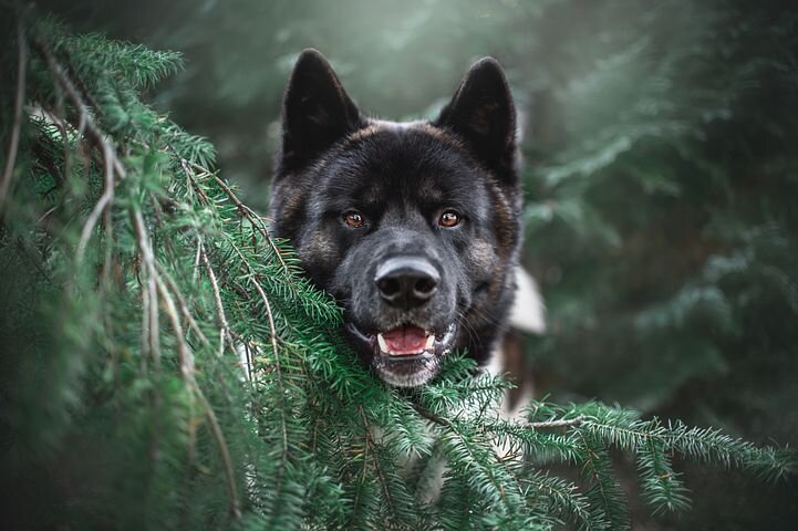 собака