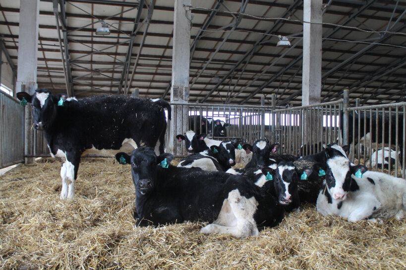 Телятник. Фото из интернета