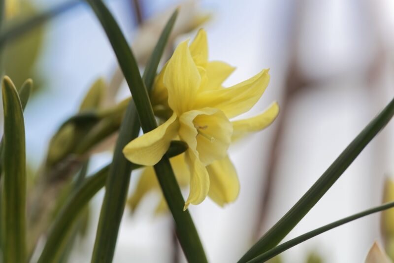 Посадка нарциссов весной