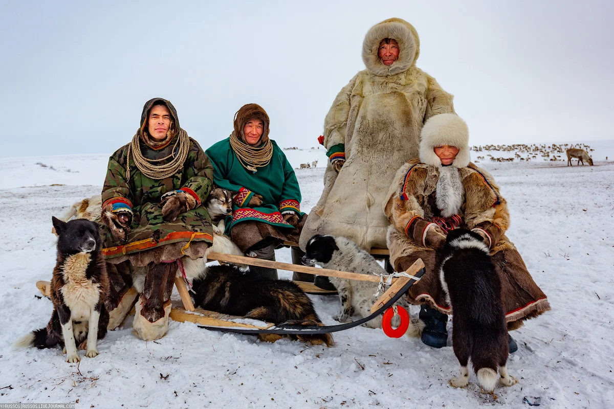 Народы живущие на крайнем севере. Сибирские ненцы. Ямал тундра ненцы. Народы севера ненцы - оленеводы.